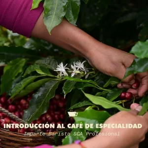 Introducción al café de especialidad