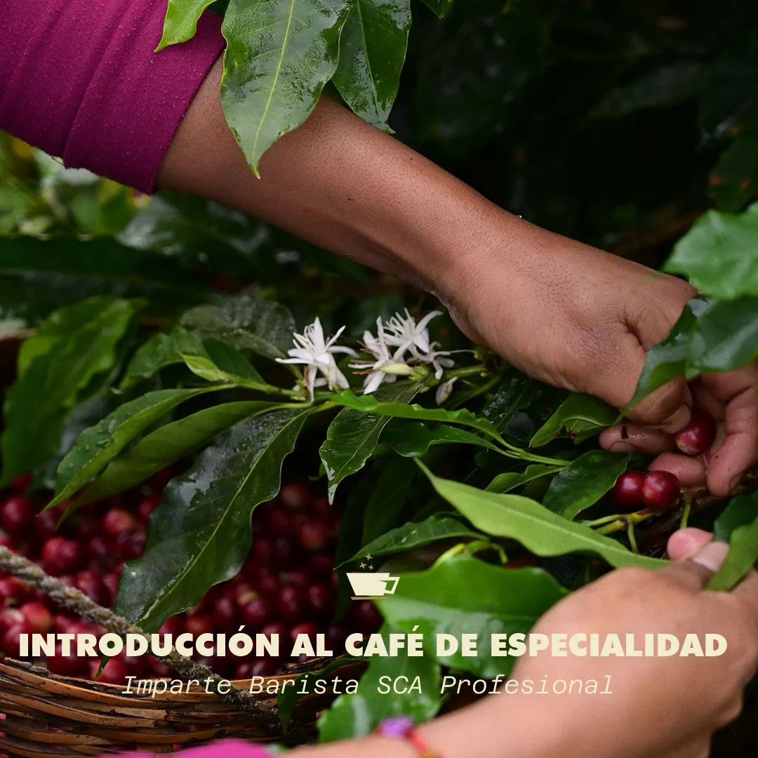 Introducción al café de especialidad