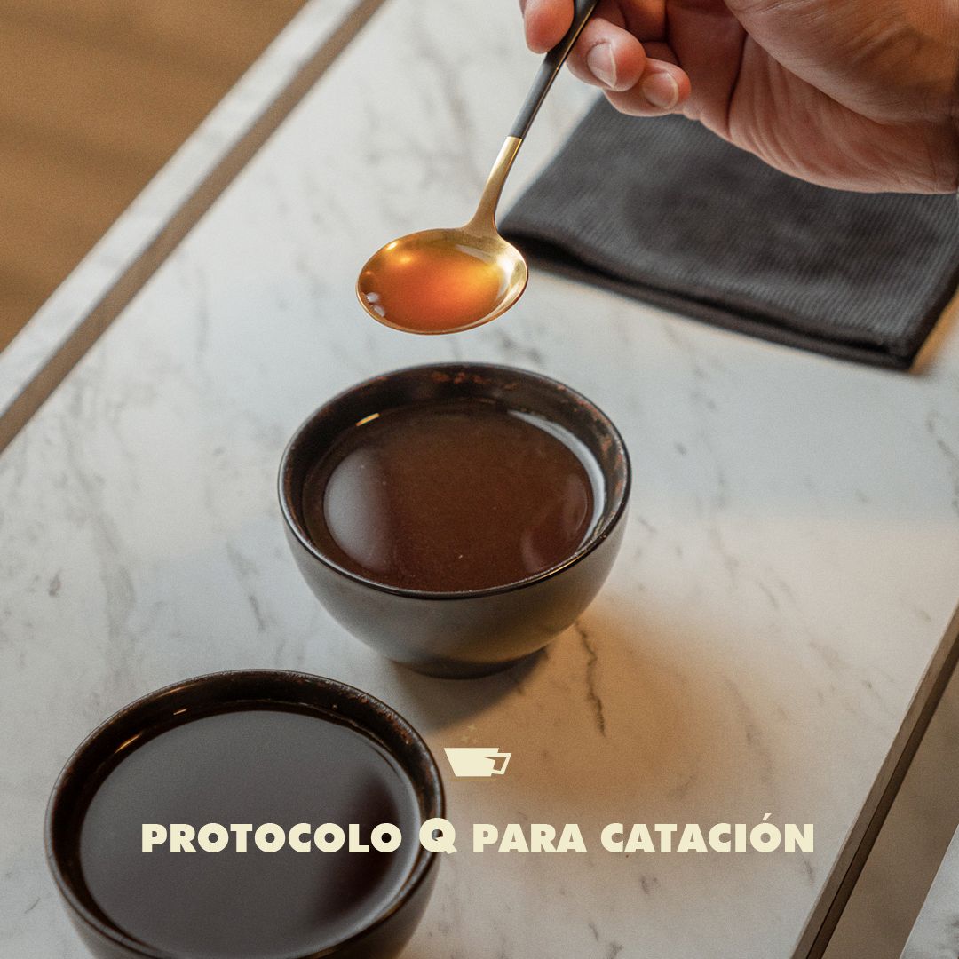 Catación bajo protocolo